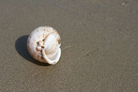 seashell closeup on wet sandy beach with copyspaceの写真素材