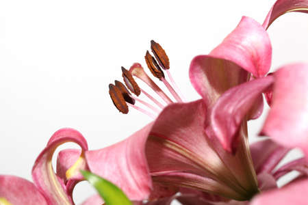 macro pink lily flower ioslated on white background with copyspaceの写真素材