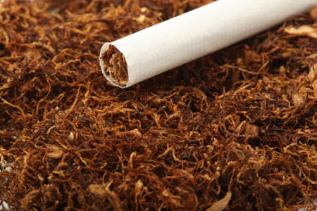 cigarette detail on tobacco crop backgroundの写真素材