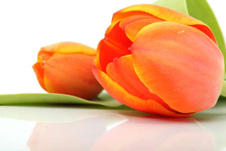 closeup two tulip with reflection and copyspace isolatedの写真素材