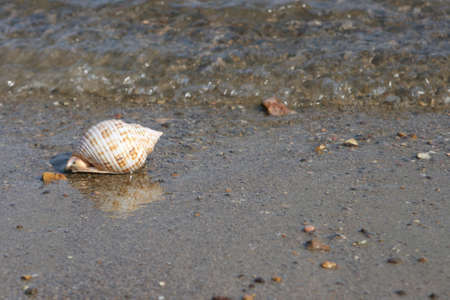 sea and seashell  on sand  beach の写真素材