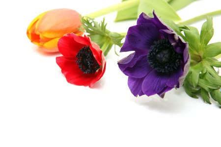 three flowers purple red and orange isolated on white backgroundの写真素材