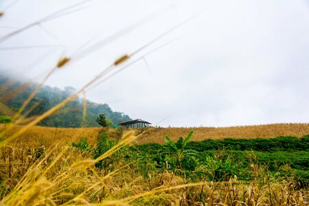 landscape Forest View and sky fog at morningの写真素材