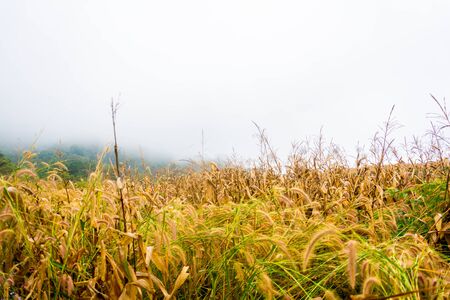 landscape Forest View and sky fog at morningの写真素材