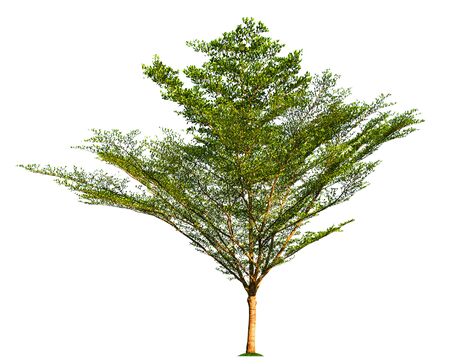 tree isolated on white backgroundの写真素材