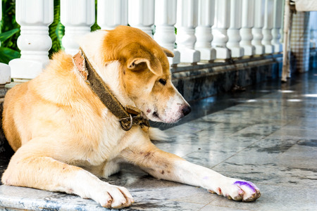 the dog sat down at homeの写真素材