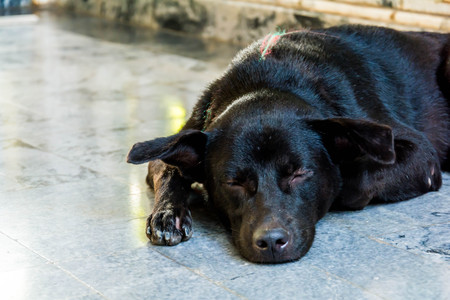 back dog sat down at homeの写真素材