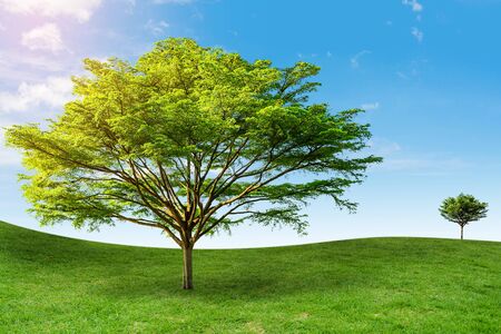 tree on the grass Background sky Daytime
