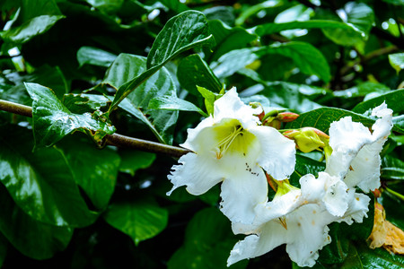 Wet leaf after rain Color Greenの写真素材