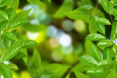 tree and bokeh background blur focusの写真素材