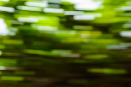 bokeh tree and background blur focusの写真素材