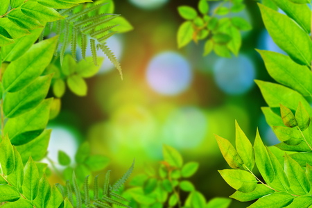 Green trees and leaf greenery bokeh blurred focusの写真素材