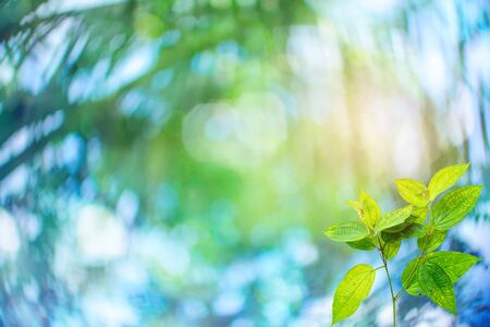 Green trees and leaf greenery bokeh blurred focus