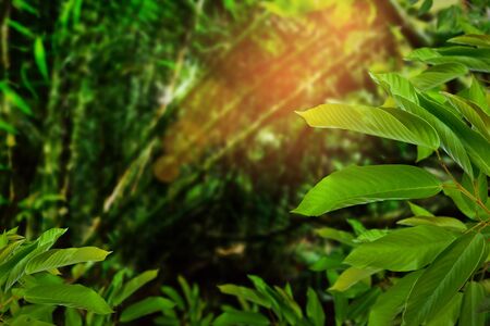 Green trees and leaf greenery bokeh blurred focusの写真素材