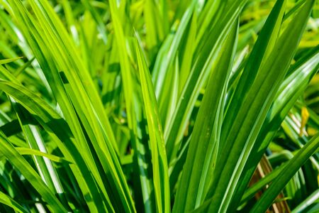 Green trees and leaf greenery at daytimeの写真素材