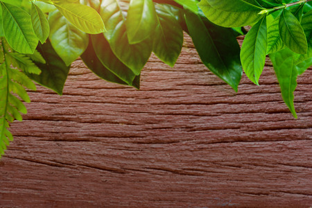 green leaf on old wood texture backgroundの写真素材