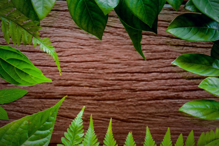 green leaf on old wood texture backgroundの写真素材