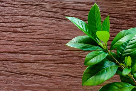 green leaf on old wood texture backgroundの写真素材