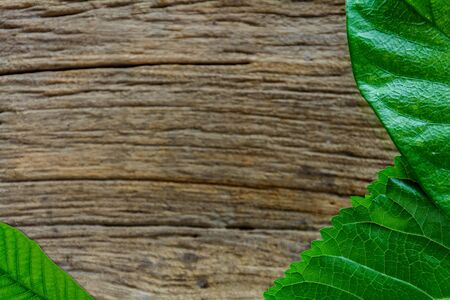 green leaf on old wood texture backgroundの写真素材