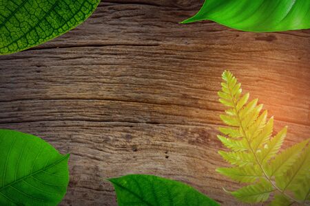 green leaf on old wood texture backgroundの写真素材