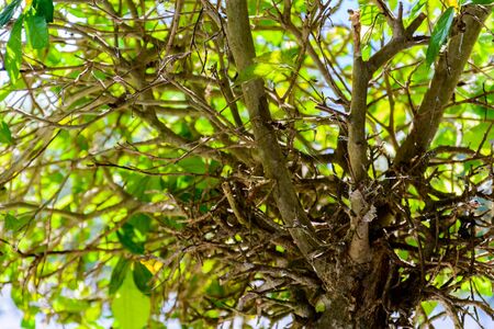 Green trees and leaf greenery at daytime
