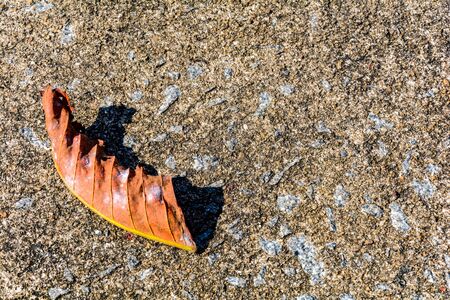 Dry leaf Red on cement and texture backgroundの写真素材