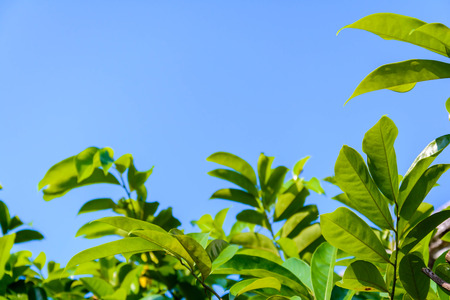 Green trees and leaf greenery at daytimeの写真素材