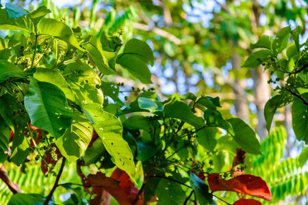 Green trees and leaf greenery at daytimeの写真素材