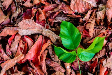 green leaf on Dry leaf Red pattern and texture backgroundの写真素材