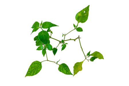 green leaf isolate and white backgroundの写真素材