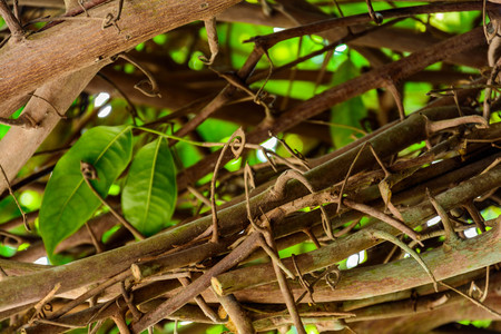 Green trees and leaf greenery at homeの写真素材