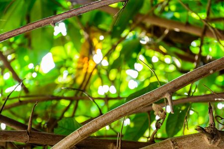 Green trees and leaf greenery at home