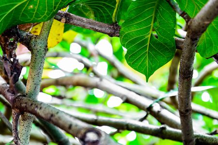 Green trees and leaf greenery at home