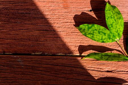 Light leaf on old wood texture background