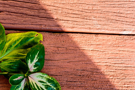 Light leaf on old wood texture background