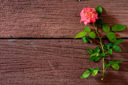 rose tree on old wood texture backgroundの写真素材
