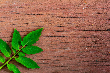 green leaf on old wood texture background