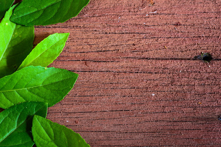 green leaf on old wood texture backgroundの写真素材