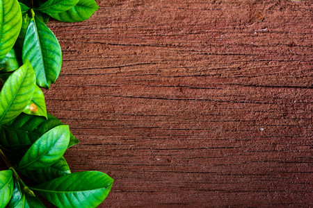 green leaf on old wood texture backgroundの写真素材