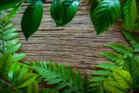 green leaf on old wood texture backgroundの写真素材