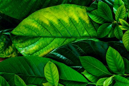 green leaf pattern and texture background