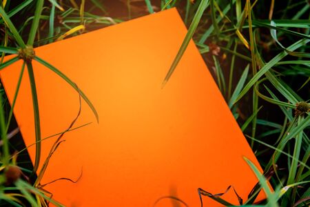 label orange paper on green leaf and texture backgroundの写真素材