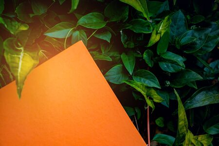 label orange paper on green leaf and texture backgroundの写真素材
