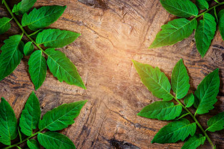green leaf on old wood texture backgroundの写真素材