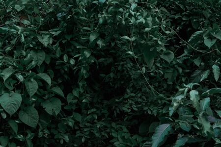 Green trees and leaf greenery at eveningの写真素材