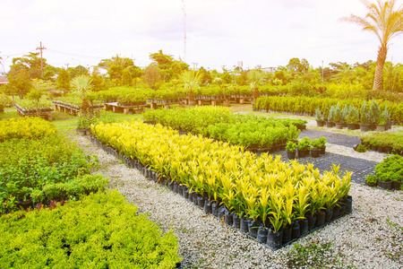 Outdoor garden shop and sky cloud at daytimeの写真素材