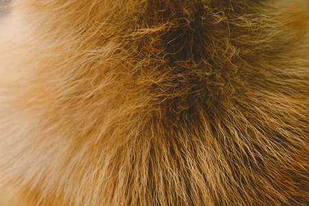 Close-Up dog hair light brown abstract pattern and backgroundの写真素材
