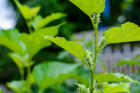 tree mulberry nature herb and healthy food