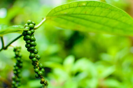 close up raw pepper plant nature green background