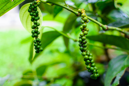 close up raw pepper plant nature green backgroundの写真素材